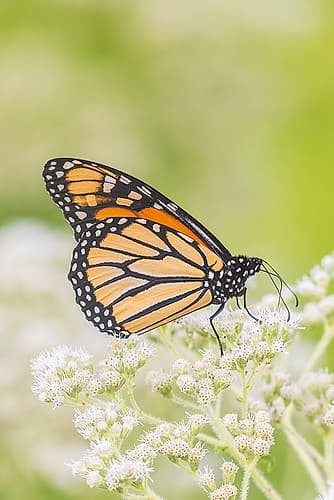 Monarch on Common Boneset-Marion County-Illinois Art Print